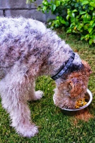 Homemade Dog Food: Labor of Love