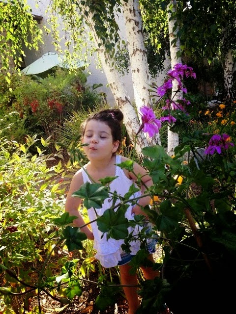 daisy flower
