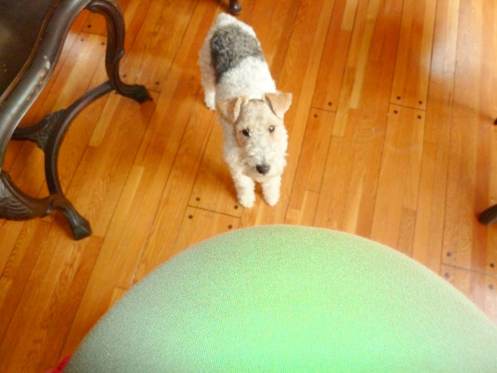 20110327 Milou from Belly view