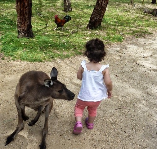 Australian kangeroo park
